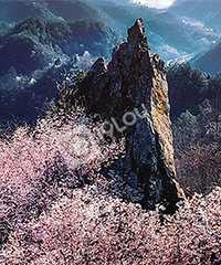 ����ǧĶҰӣ������