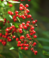 [��Ӱ]����Ļ����ݲݣ���ĺ�Ư����