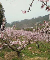 �����һ������죬��԰�ͻ�����ʱ