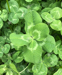 ������һ����Ҷ��