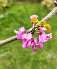 ʨɽ�ĺ�����ŭ����