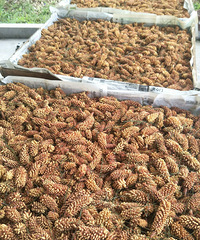 [��ʳ]�ٰ��ж�����֪����������õģ�