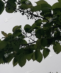 [����]�ٶ���ͷ��԰���Сӣ�ң����׻��������ϴ��ڶ�ã�