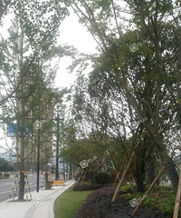 ʲô������������