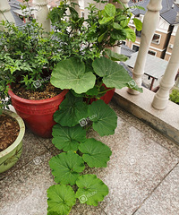 �Լ���������