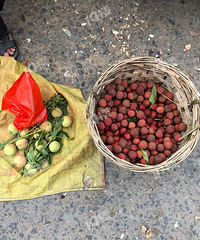 ȥ�㶫���ο�������֦