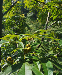 [����]���ٰ�ũ���ϼұ�����ϡ����׳Գ��������