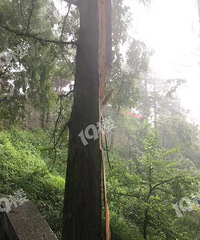 【正能量】庐山旅游遭遇雷击 临安一位医生做出这个选择!