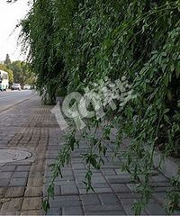 万马路和花石街路口这的绿化太危险了