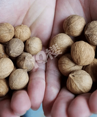 [�ز�]�ٰ�ɽ���ҽ���Ԥ�Ƽ���10%������Ʒ�ʲ���Ӱ��