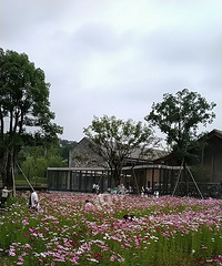 博物馆好漂亮的格桑花