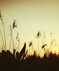 ��ɽ����«έ����ѧԺ��Ϧ��