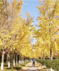 ũ�ִ�Ľ�ɫ���ӣ���ĺ���