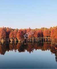 ��ɽ��ˮ��ɭ�֣�Ҫ��Ҫ��ô����