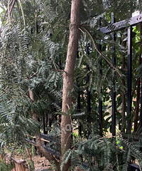 ����һ�����������в�Ǩ������