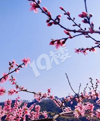 临安於潜镇:桃花依旧笑春风 “她”在百园羞红了脸