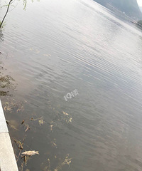 青山湖很多死鱼,垂钓者乱丢垃圾都没人管吗
