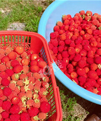 ժҰ��ݮ�ļ��ڣ��о��ص���Сʱ��