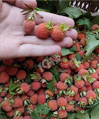 ���ţ����ժ����û���˻���