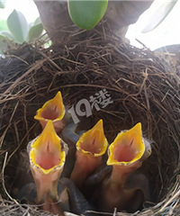 ��̨�ϵ�С���ַ�������