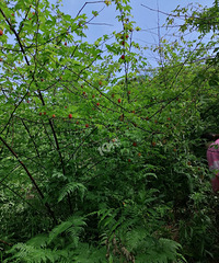 ���춼�ɼ�