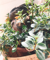 [Ȥ]Ⱥֱ֮͡סҼҲˣ