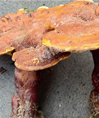 ��û������ʶ���ǲ�����֥��