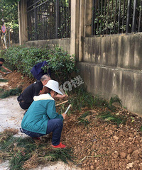 【小金跑现场】翠浪路金城华府消防通道出口绿化被人种菜 已整改
