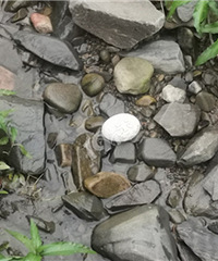 ���ںӱ߼���һ��������ͼ������