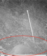 ����л���ɽ�����ٰ���û