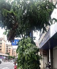 ��ˮ·�� һ����֦���紵����