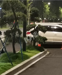 �����ſڵĳ����ǻ���������ô��