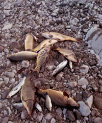 ҩ�㵼������ͣˮ���ٰ���4�����ˣ�