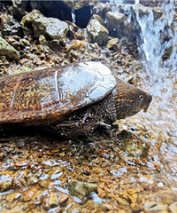 �����巢����ϡ���