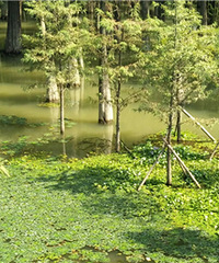 ˮ��ɭ���ʺϴ����ˮ��ֲ����