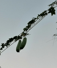 �ٰ���ͷ�����Ǻ�«�޹ҵ�����