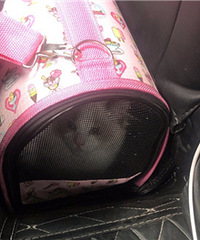 ƴ��ƴ��һֻè������ֵ2��