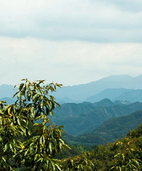 �ޣ��ٰ�ɽ��������һ����Ҽ�����