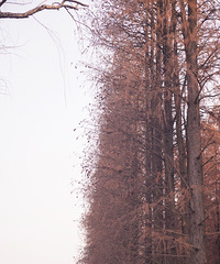 ��ɽ����ɼ