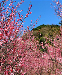 ������÷�ü��ڣ��Ƽ�����ȥ����һ���