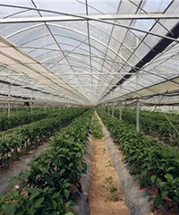 临安有人偷菜200斤,结果悲剧了