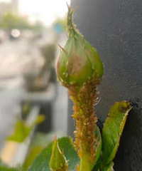 心疼!钱王大街的月季花上爬满蚜虫