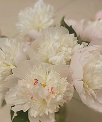 ������æ��һ�죬���������鶼����