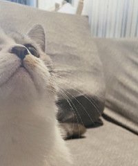 ���Ҽ�è��Ů���ѣ���������