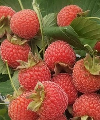 Ū������Գ���Ĳ�����