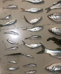禁渔期抓鱼30多斤,直接抓!