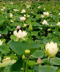 ���ڵ��ٰ����ɻ��ոպã�