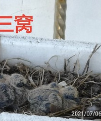 斑鸠太不容易了,今年已经第三窝了