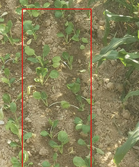 [²]಻԰Сֲܱ˻ʩũҷʣζŻг