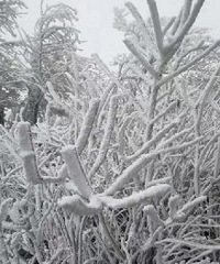 太冷了!临安这个地方已经下雪了!